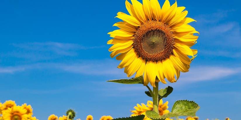 The Ultimate Guide to Mood Enhancing Gardens
