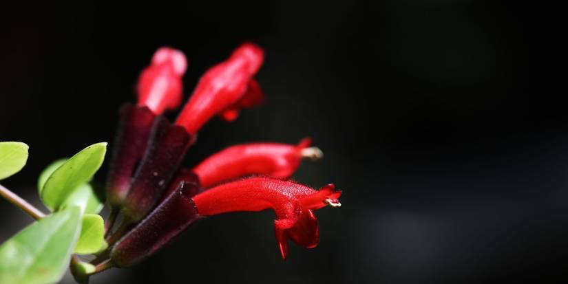 Grow a Fairy Garden: 5 Plants That Attract Enchantment