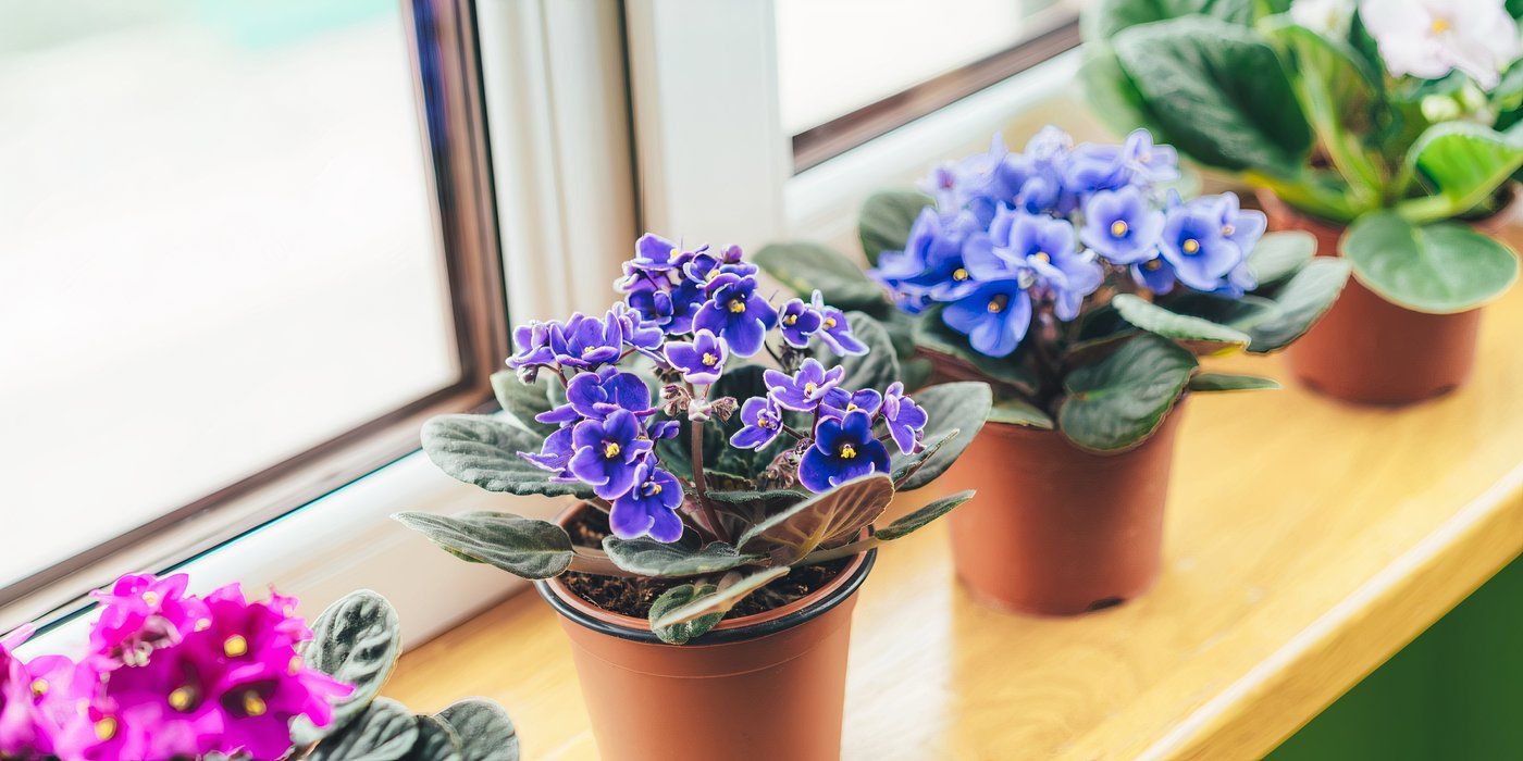 February Birth Flowers: Meaning and Care for Violets & Primroses