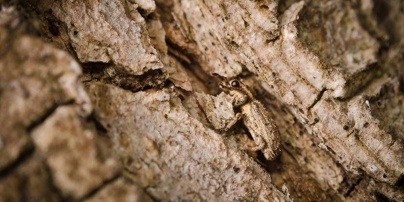 Ant Color In Insect Camouflage: How Garden Bugs Thrive