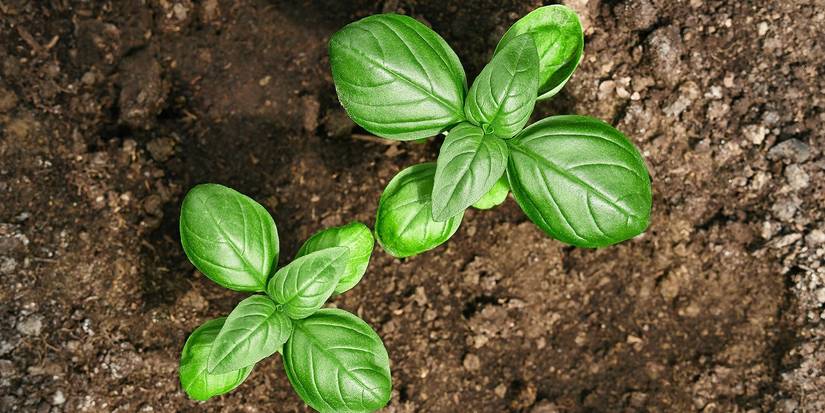 Grow Five Delicious Plants For the Perfect Garden Brunch Table