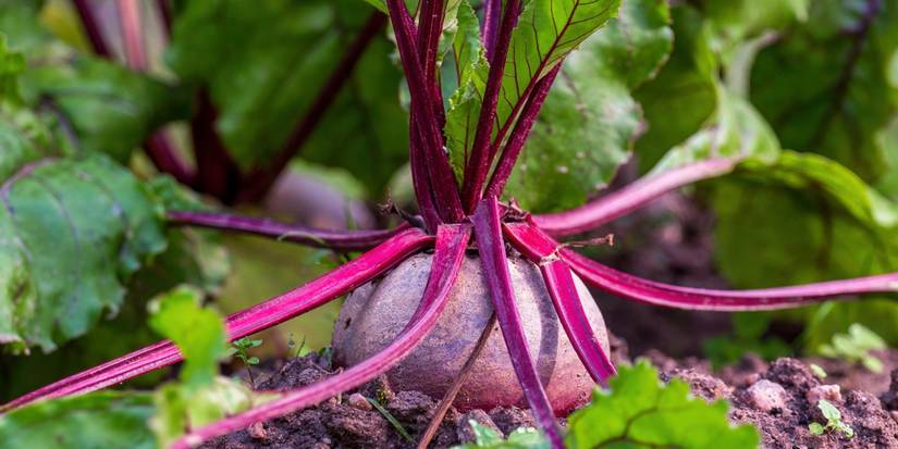 Partial Sunlight? No Problem! These Veggies Will Still Flourish