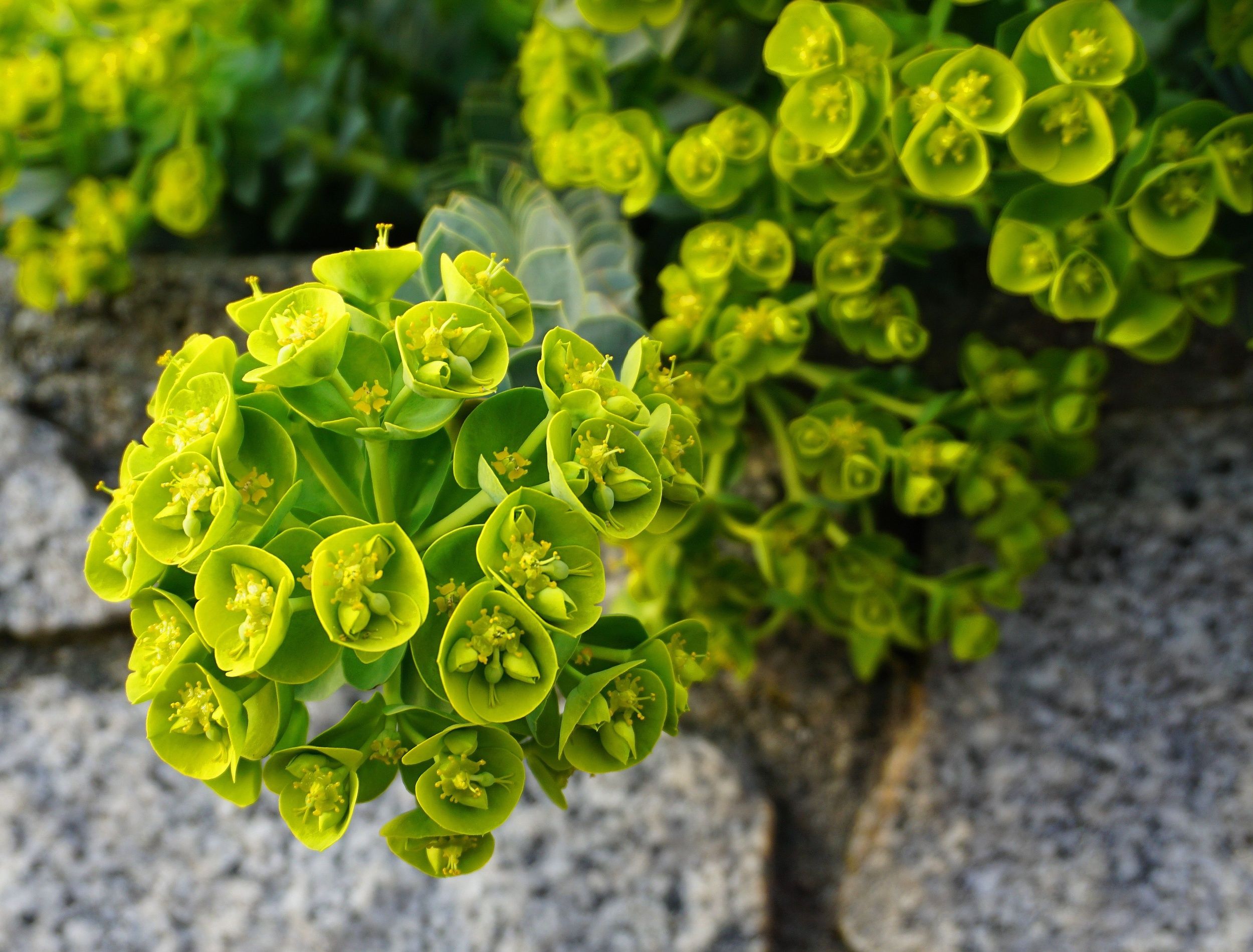 Get On Trend with These 6 Lime Green Plants for Your Garden
