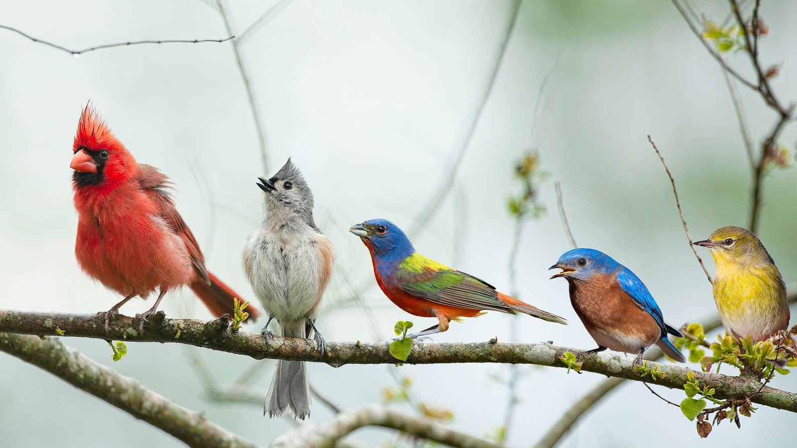 Learn How to Make Bird Calls, image size:1600x900