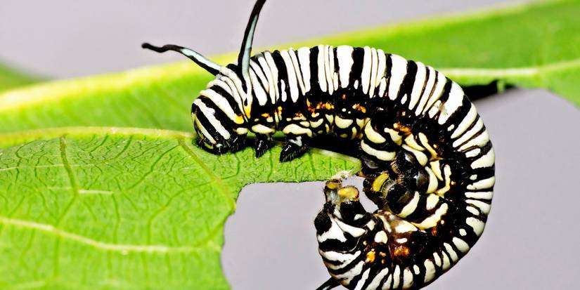 Ant Color In Insect Camouflage: How Garden Bugs Thrive