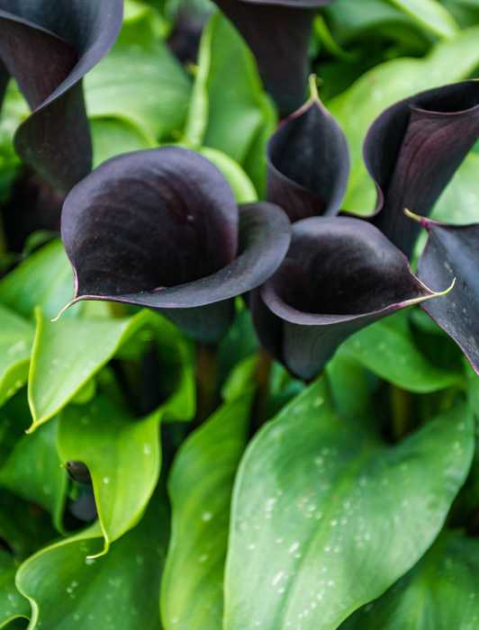 Black calla lilies with striking green foliage