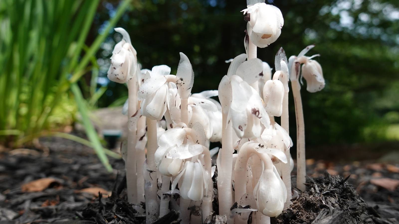 Inside the Black Market Battle Over the Elusive Ghost Flower