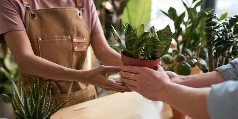 How to Safely Travel with Plants: Tips for a Smooth Journey Home