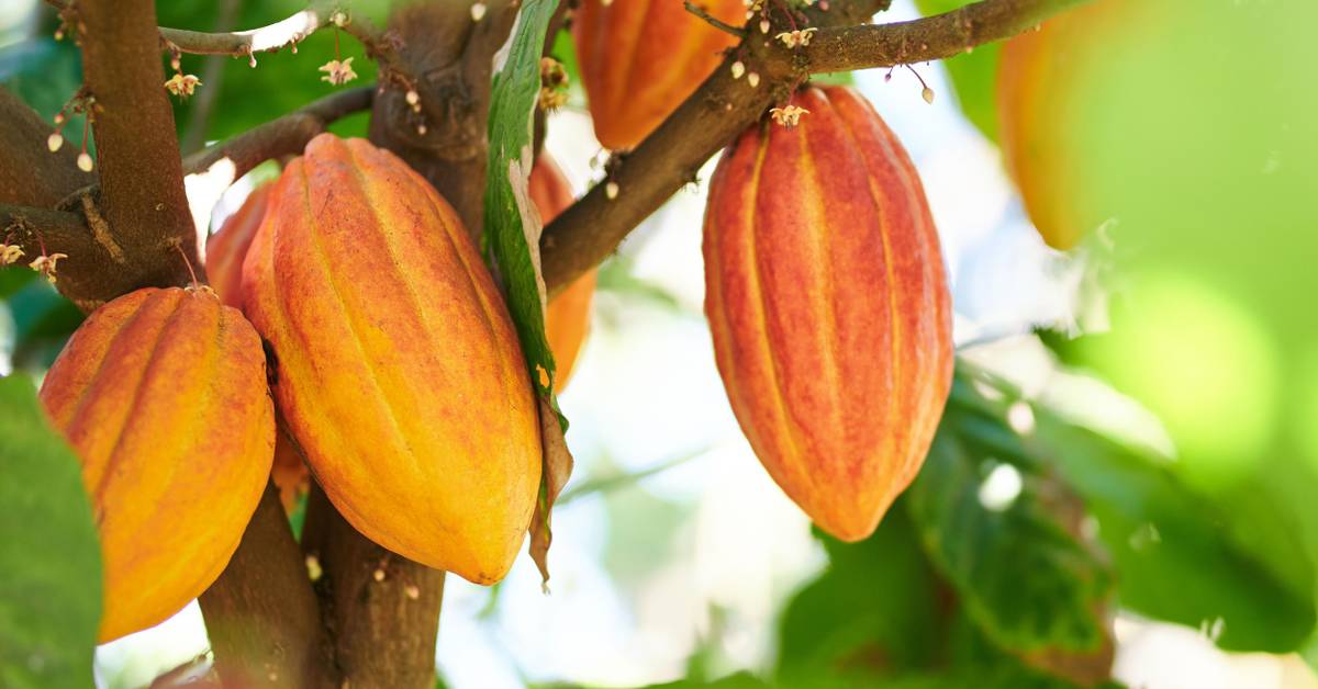 yucca extract for plants Buy Yucca Extract Canada | Yucca Wetting Agent & Foliar Spray main image 0