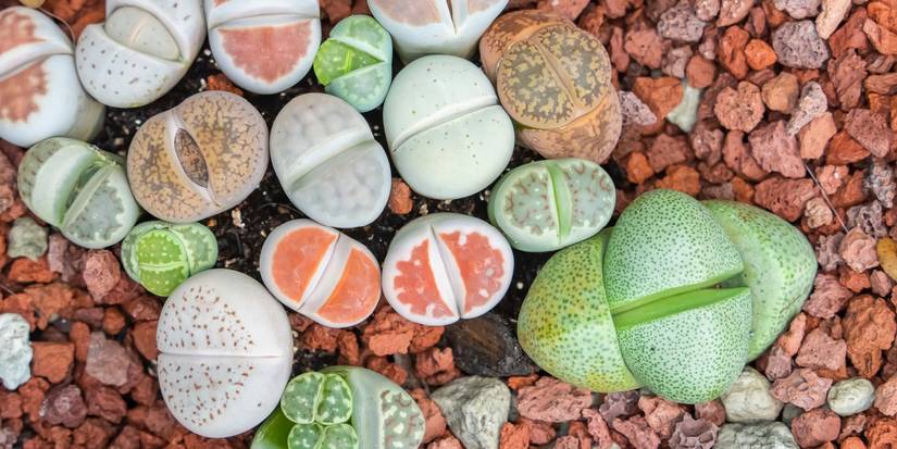 Transform Your Garden with Lithops