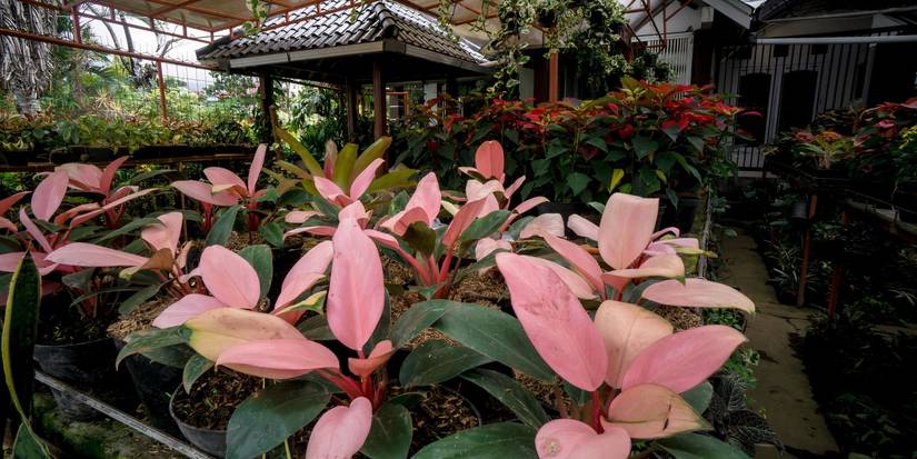 The Scandalous Pink Congo Philodendron