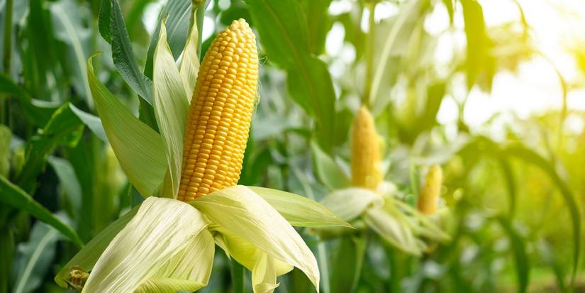 corn growing in the sunlight