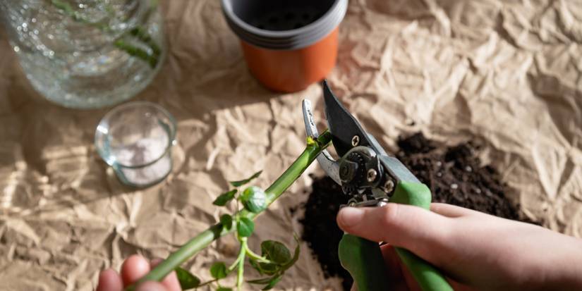 The Ultimate Guide to Pruning Roses: 5 Pro Tips for Stunning Blooms
