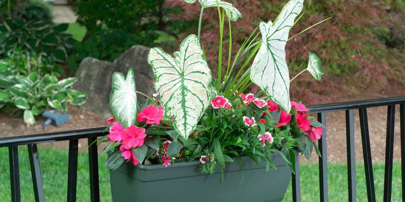 Railing Planters: Use 5 Ideas for Fence Planters To Spruce Up Your Yard