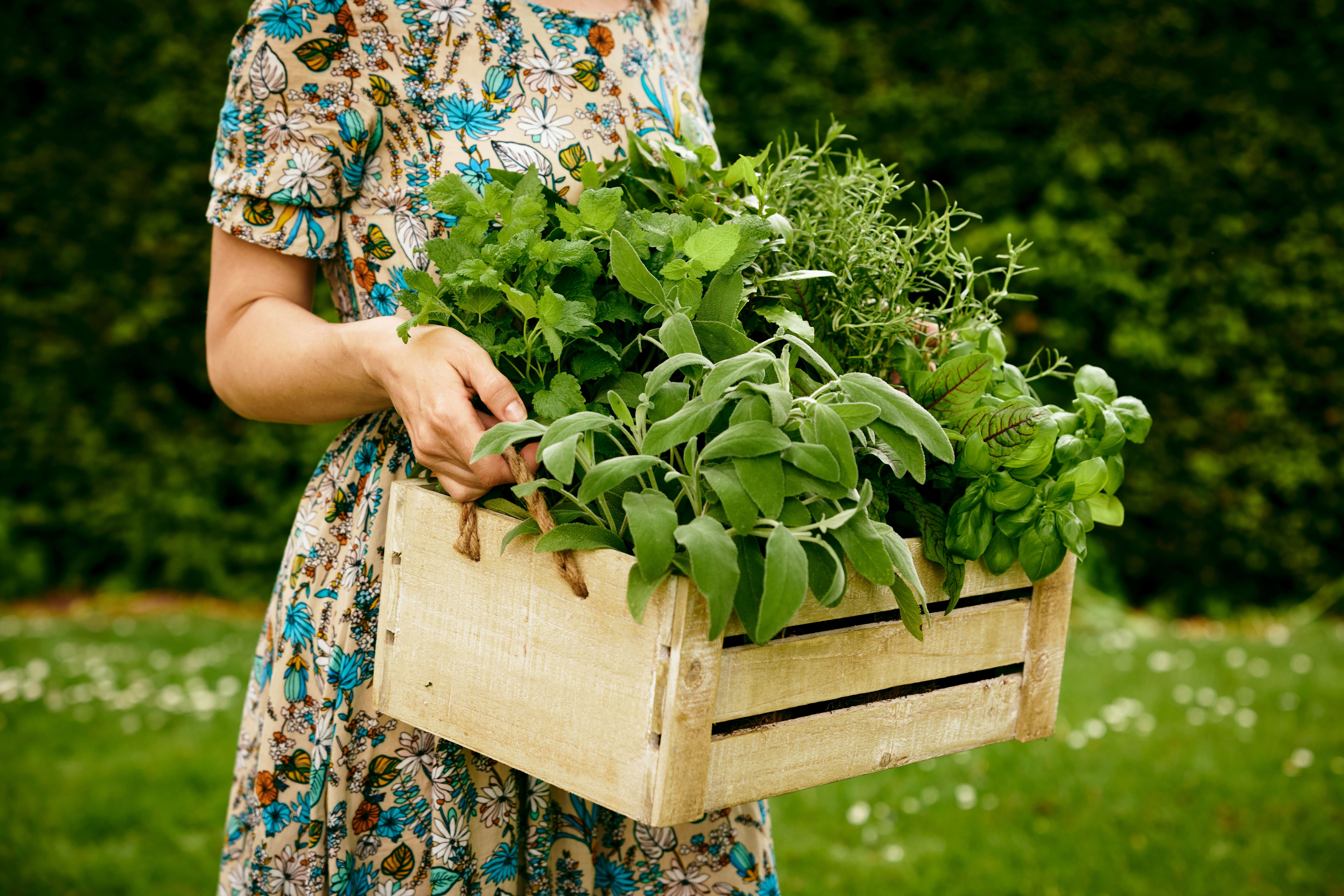 Green Thumbs Up: A Fresh Start with Herb Gardening