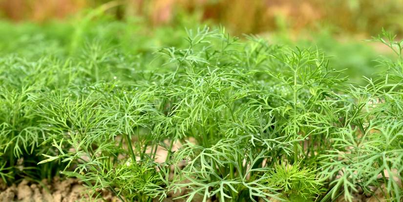 Dill growing in the garden