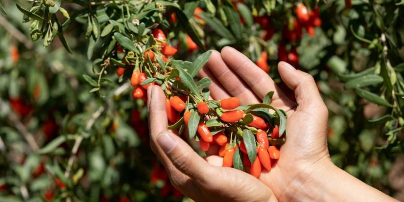 Grow Luxury Produce at Home: 7 High-End Options to Cut Grocery Costs