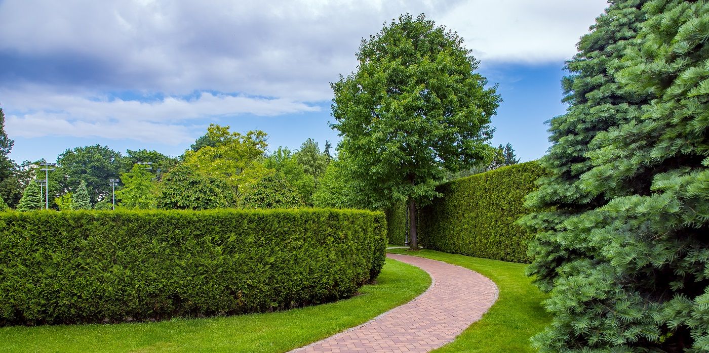The Beauty and Benefits of Short Hedges Around Trees