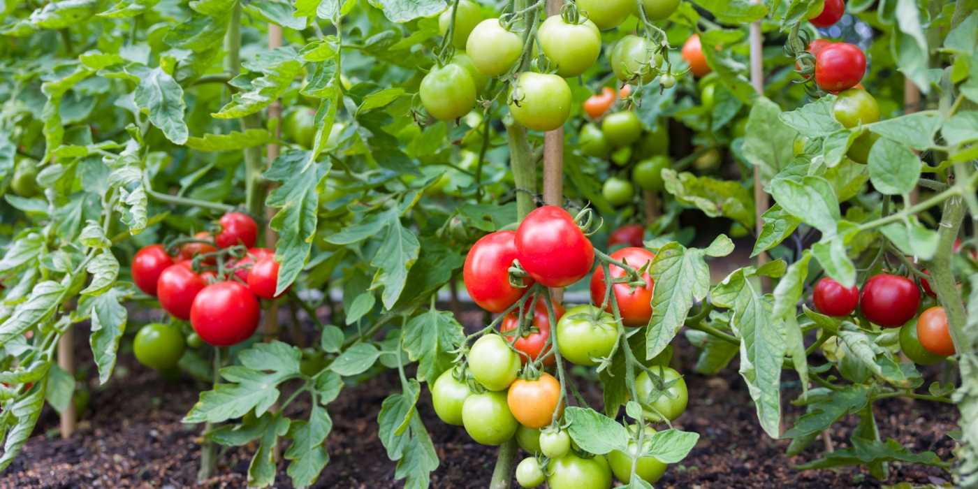 5 of the Best Vegetables to Grow in Full Sunlight