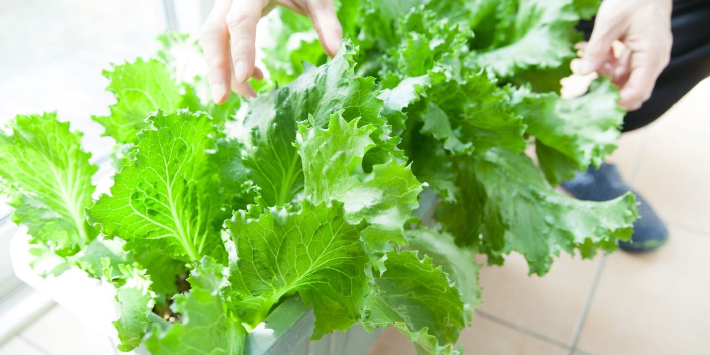 Early Spring Salad Vegetables: Lettuce, Spinach and More