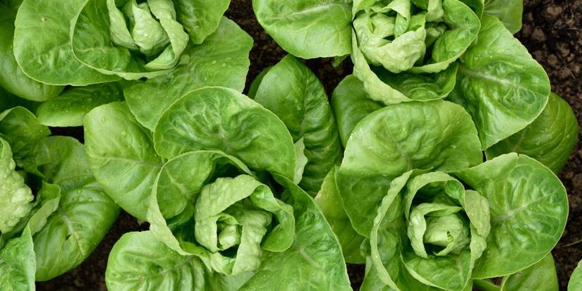 Top Lettuce Types to Elevate Caesar Salad Recipes Every Time