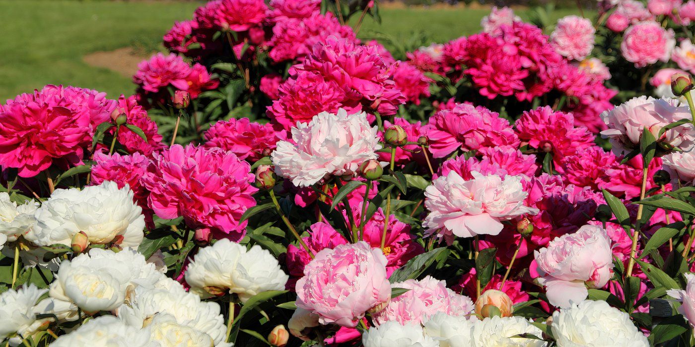 Best Pink Flowers to Elevate Your Garden Design