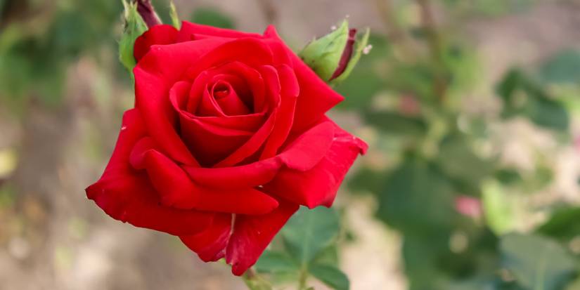 Baking Soda: The Secret Garden Rose Hack