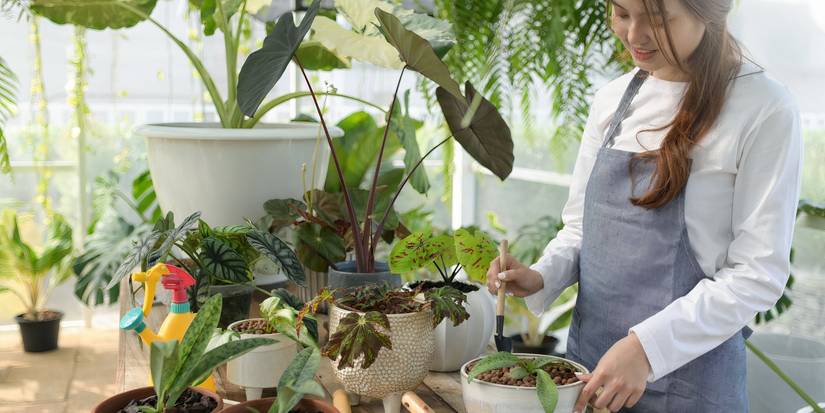 The Science Behind Plant Growth: Gravity, Light, and Water
