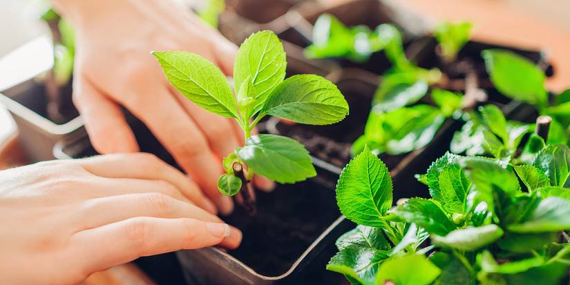 Hydrangea Mastery: From Planting to Bloom