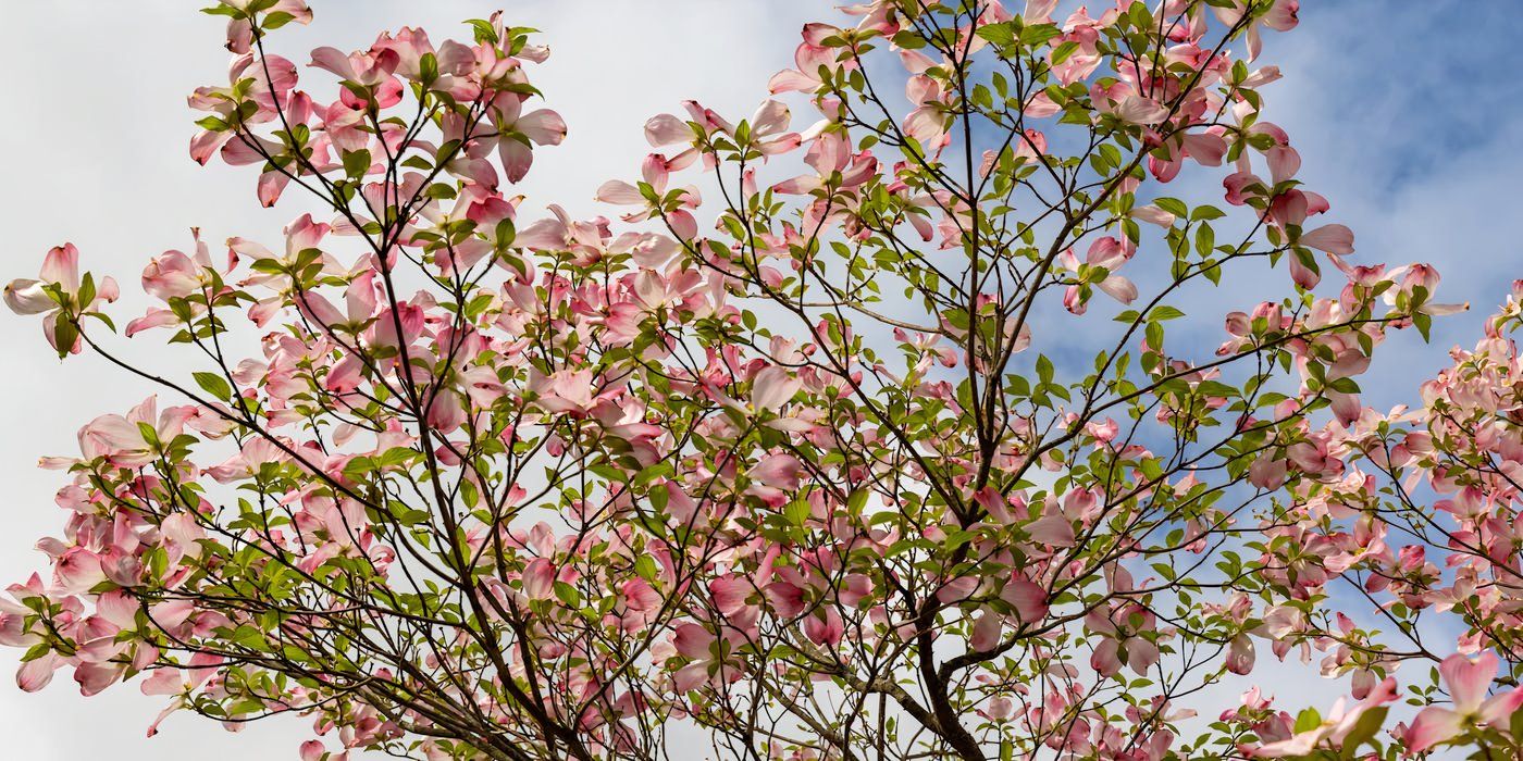 Best Flowering Trees That Bloom in April