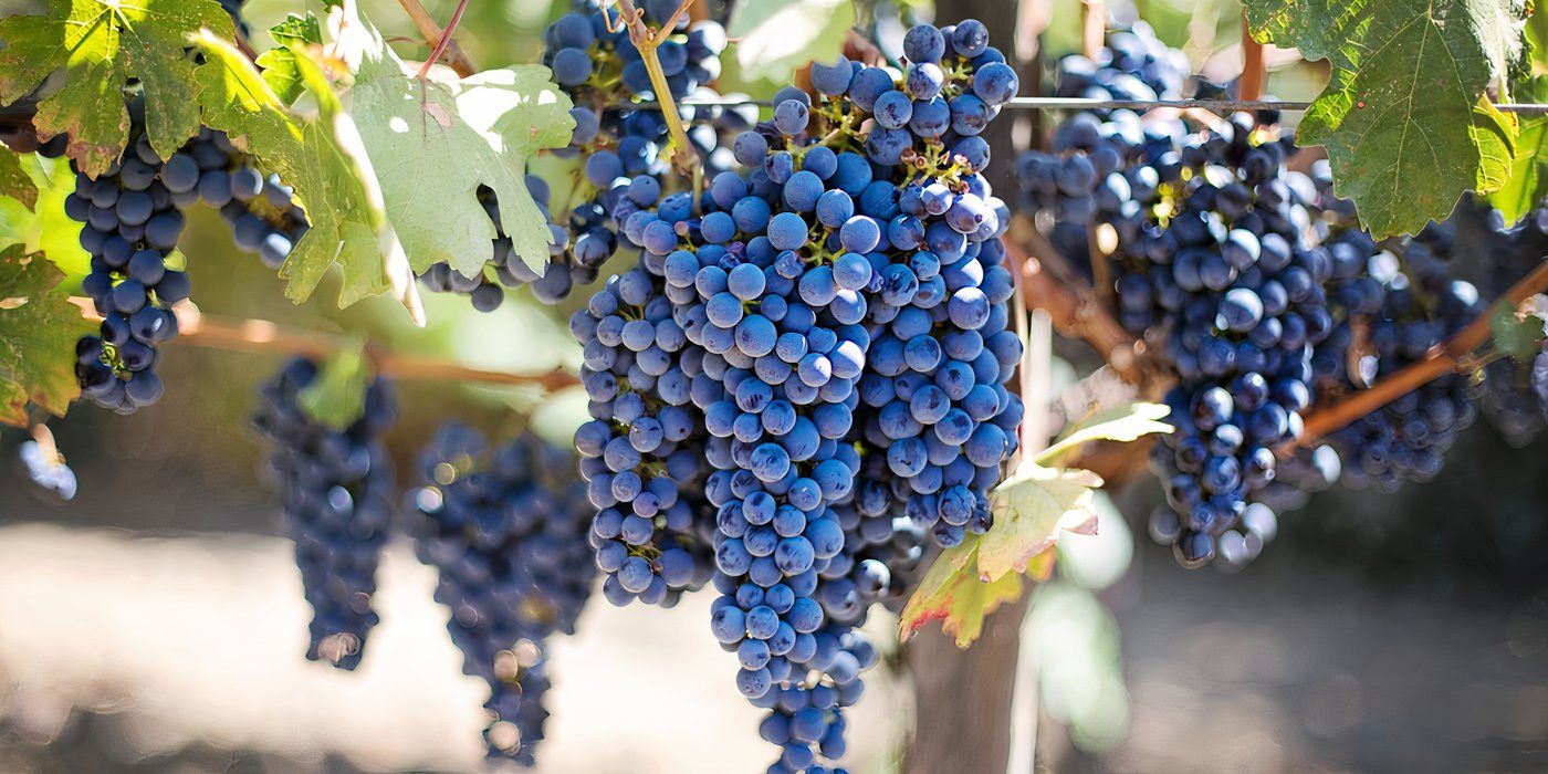 Grapes: Why Some Crunch and Others Stay Smooth