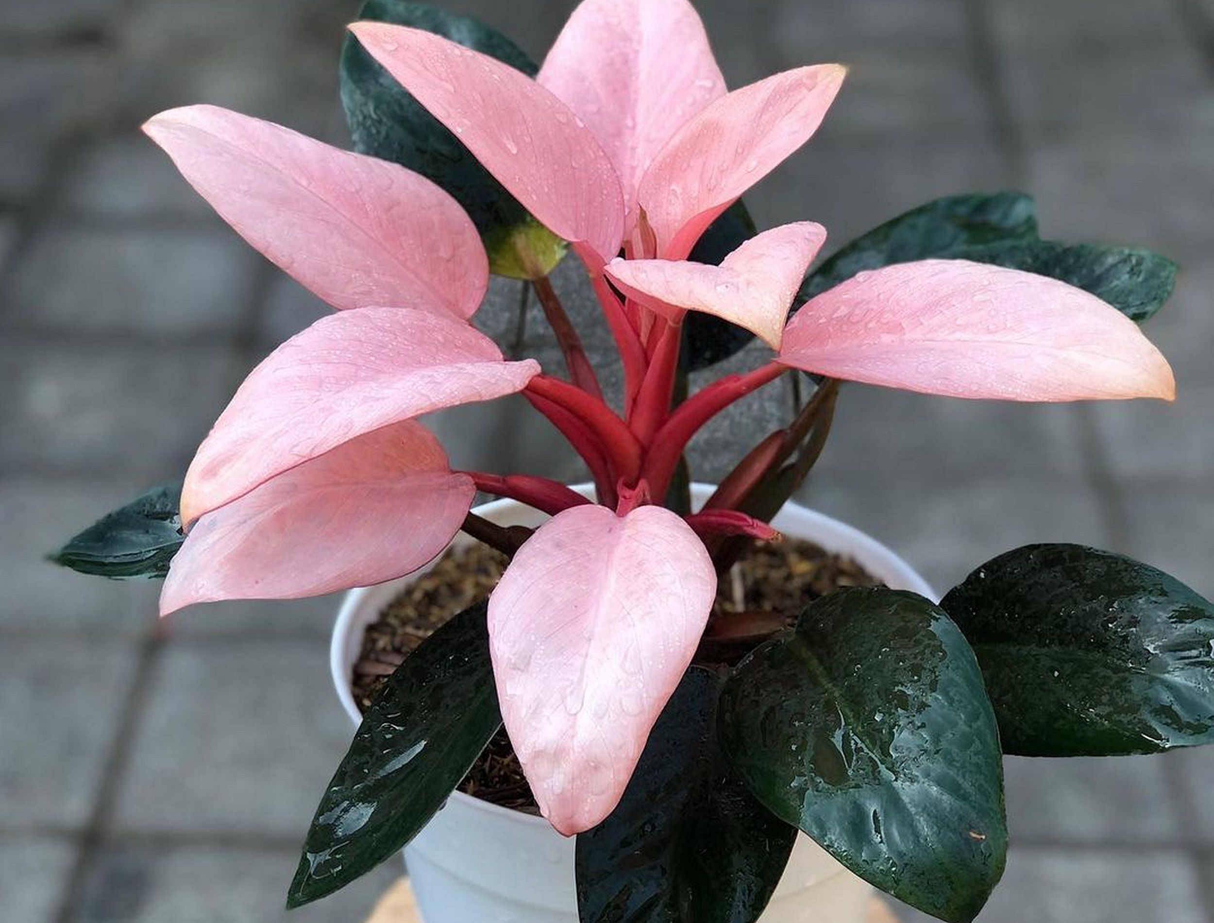The Scandalous Pink Congo Philodendron