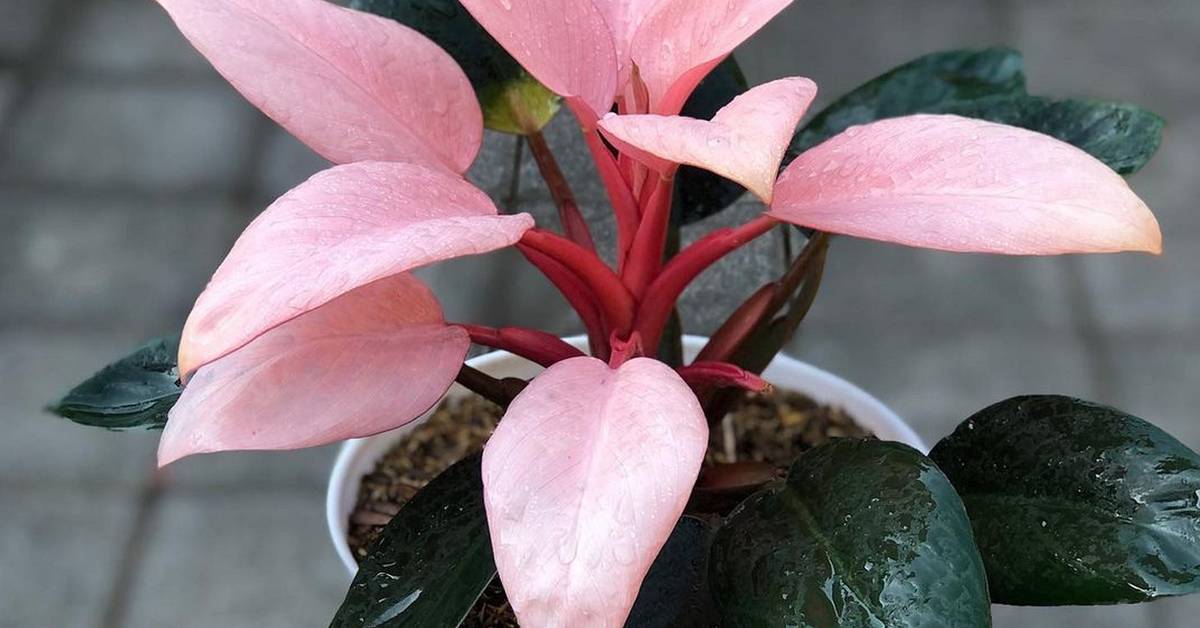 blacks on philodendron Philodendron Black Cardinal