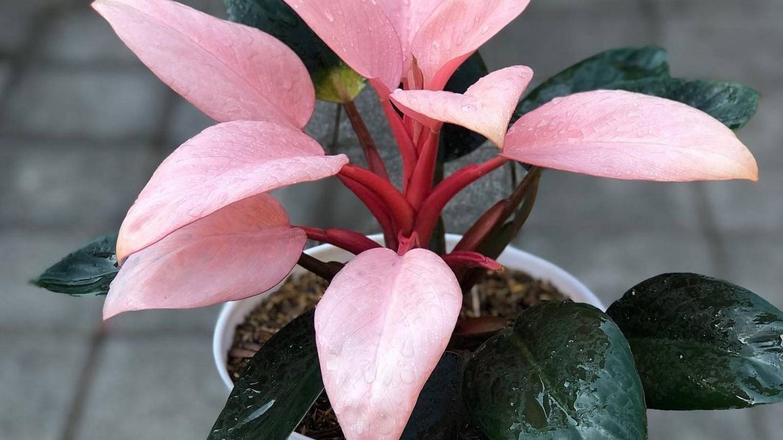 The Scandalous Pink Congo Philodendron