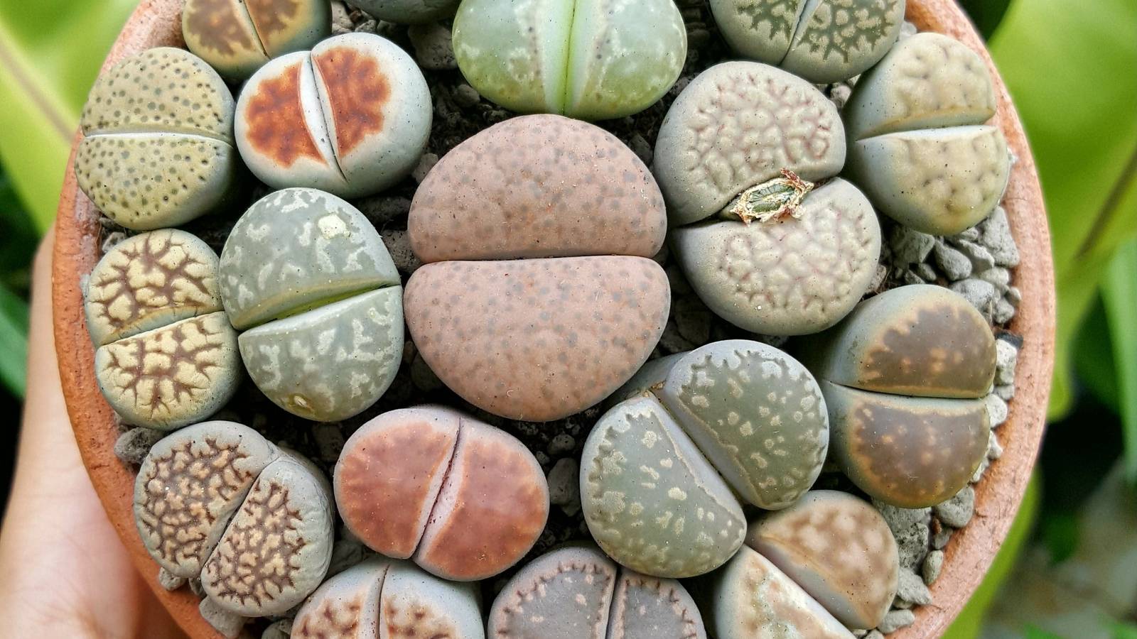 Lithops Substrate Transform Your Garden with Lithops