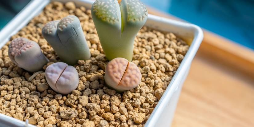 Transform Your Garden with Lithops