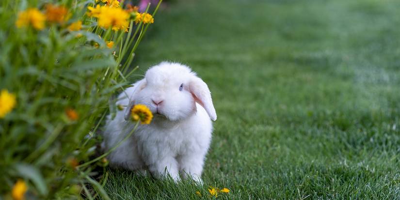 Garden Pests Rabbit Use Baking Soda For These Pests