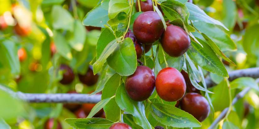 Red J Tree Grow Your Own Orchard: Essential Tips for Beginners