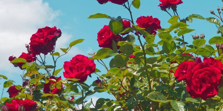 Sky Rosa Reds Red Roses to Elevate Holidays, Valentine’s, and Everyday Decor