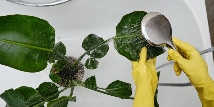 Rinsing and Drying the Plant Properly