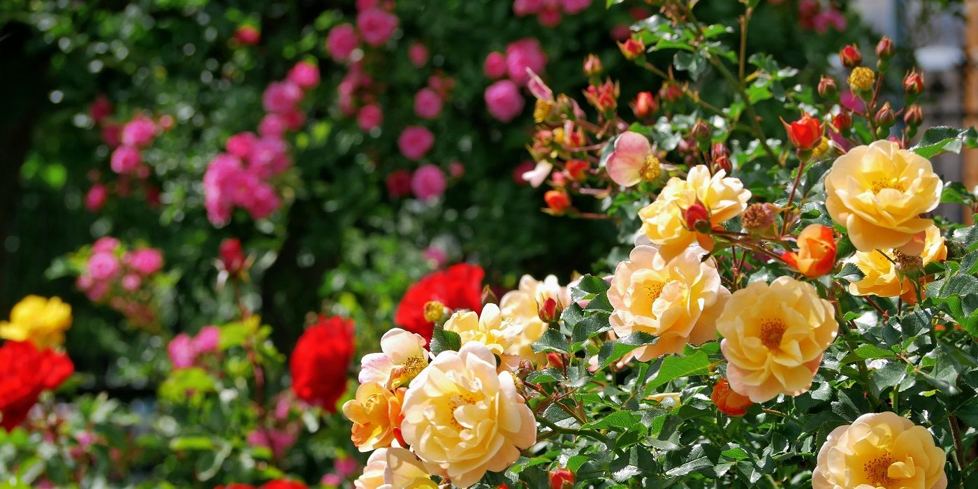 Which Plants Grow Beautifully in January?