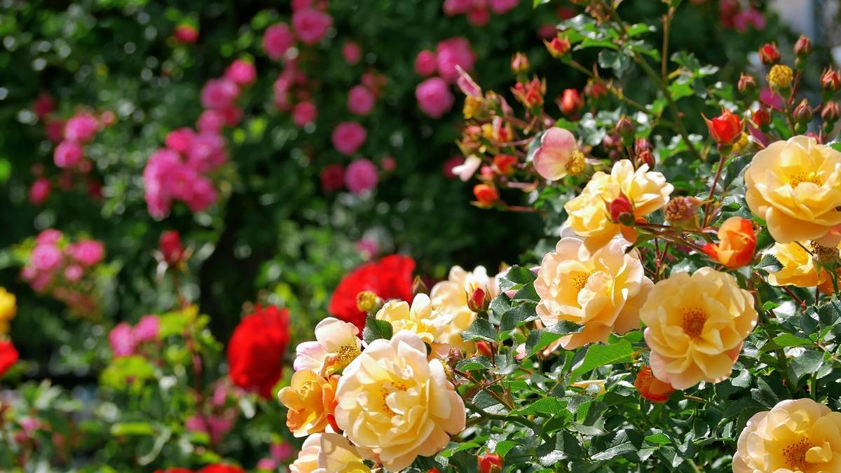 6 Flower Cultivars Named After Famous People