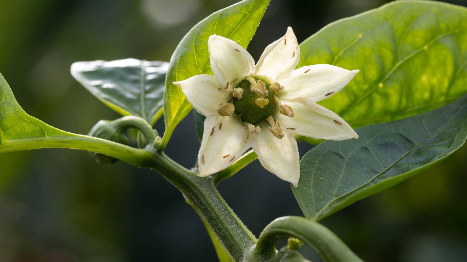 Identifying and Managing Garden Pests