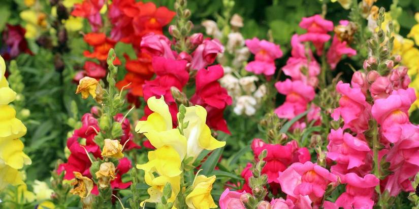 How to Discover and Care for Your Favorite Flower