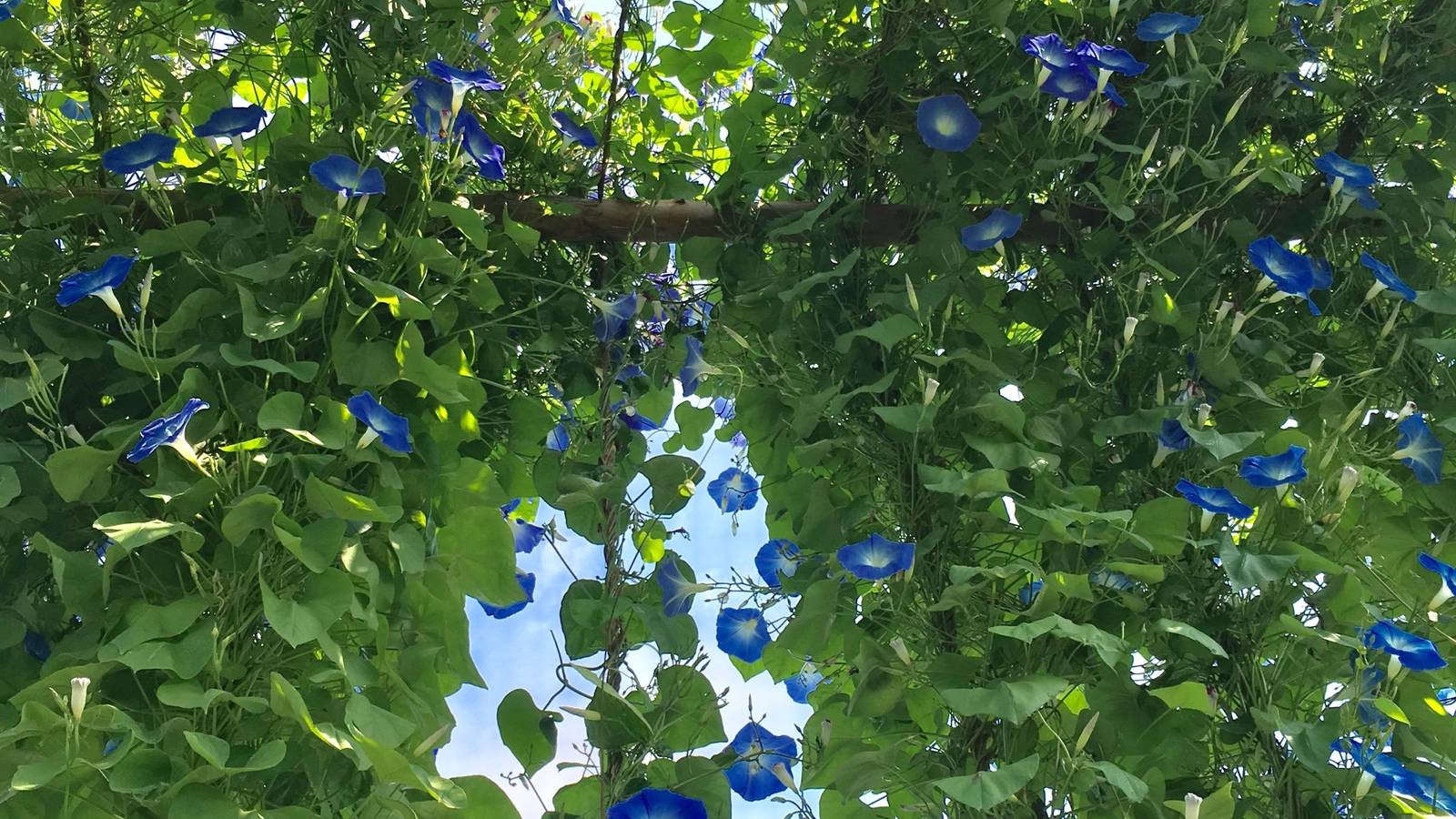 Create a Living Arch Covered With 5 Vining Plants
