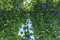 Support structure full of blooming morning glories 