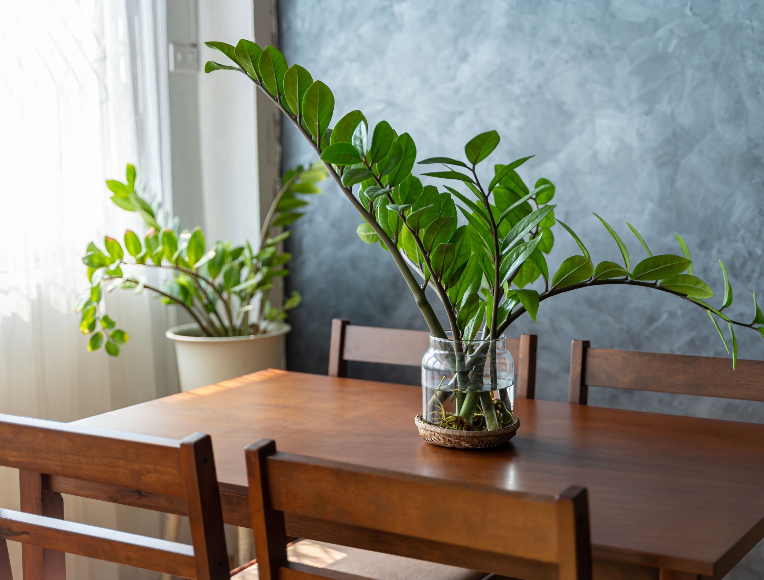 two-zz-plants-in-the-dining-