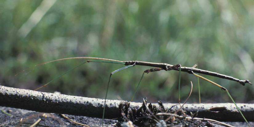 Astico Insect Insect Camouflage: How Garden Bugs Thrive