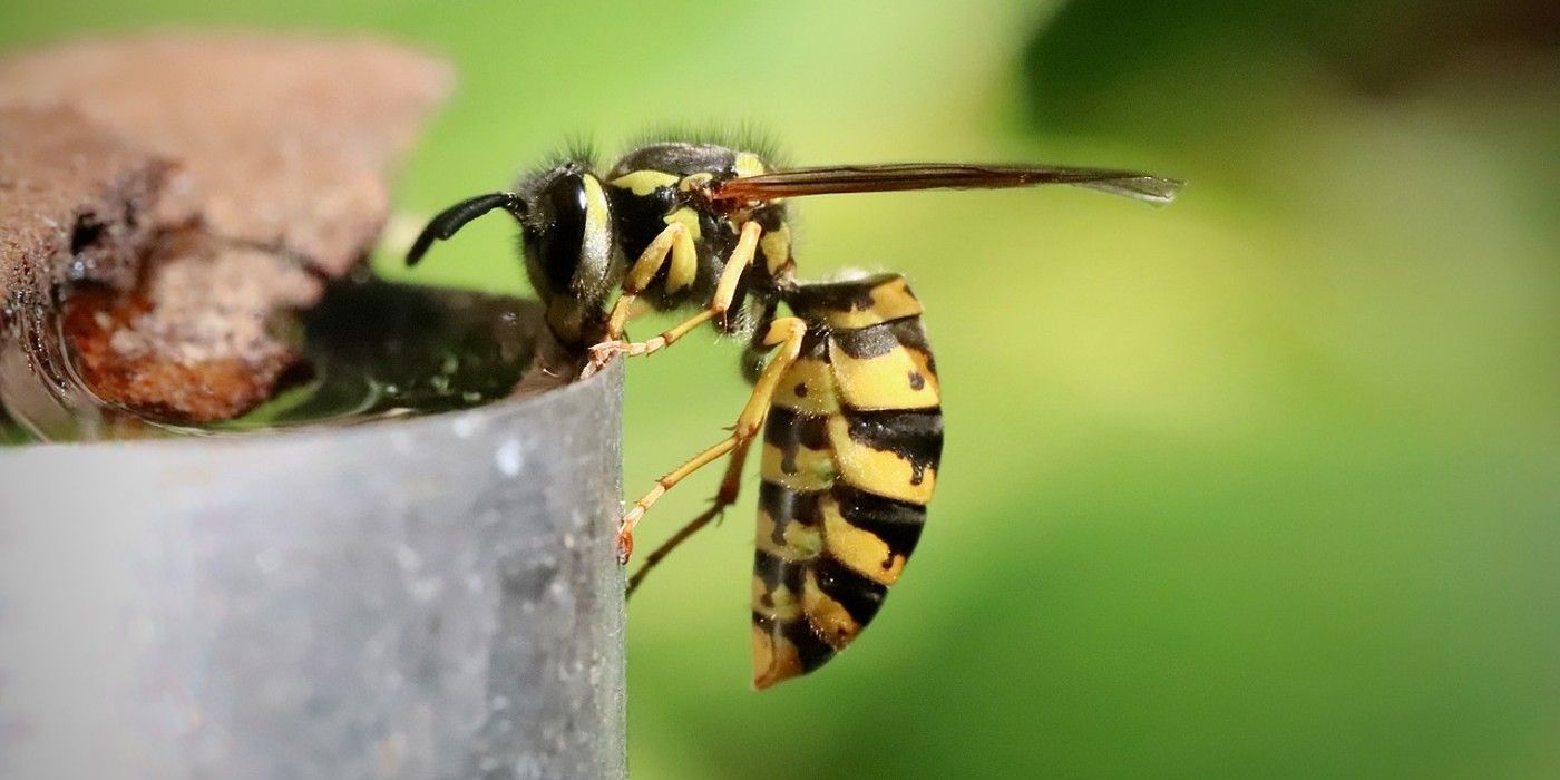 Get Rid of 5 Key Insects in Fall With Different Techniques