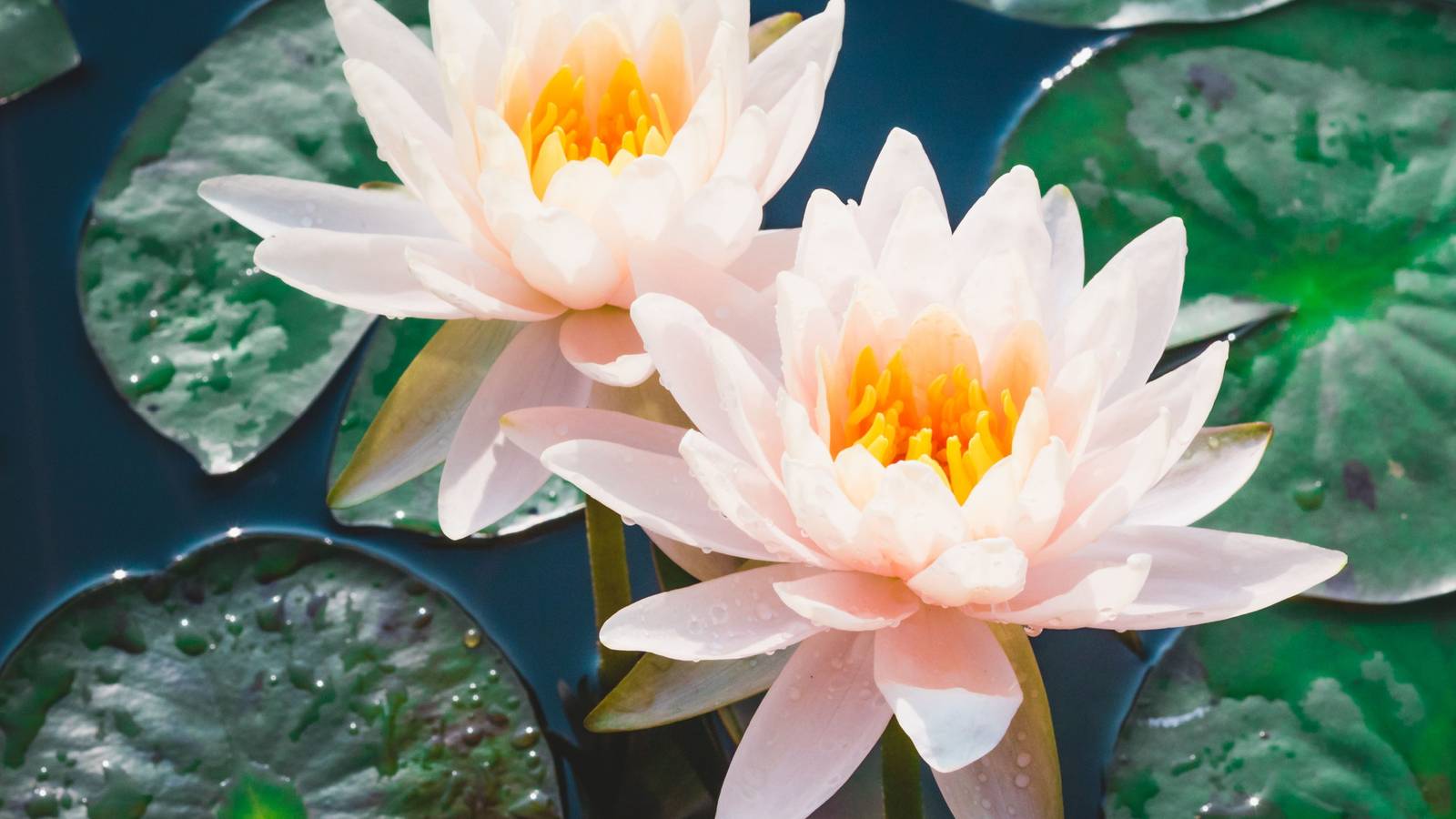 Design a Chinese Garden With 7 Symbolic Plants